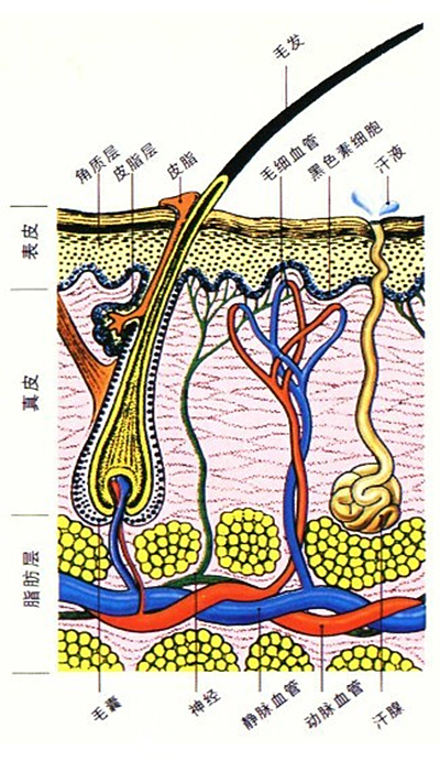 skin structure